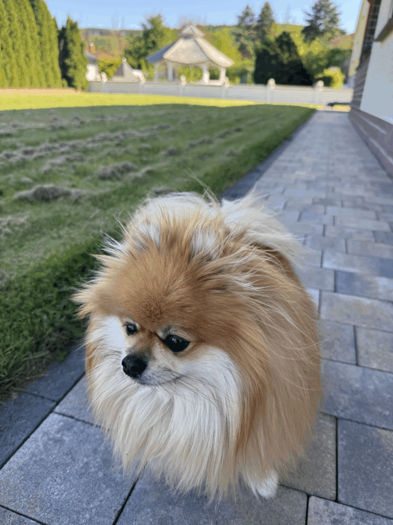 Ruby manifesting Dog